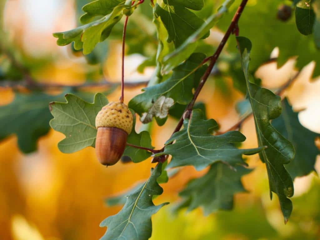 Oak