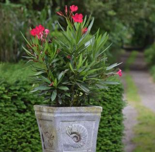 Oleander cutting blooming