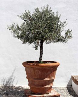 olive tree in pot - growing caring