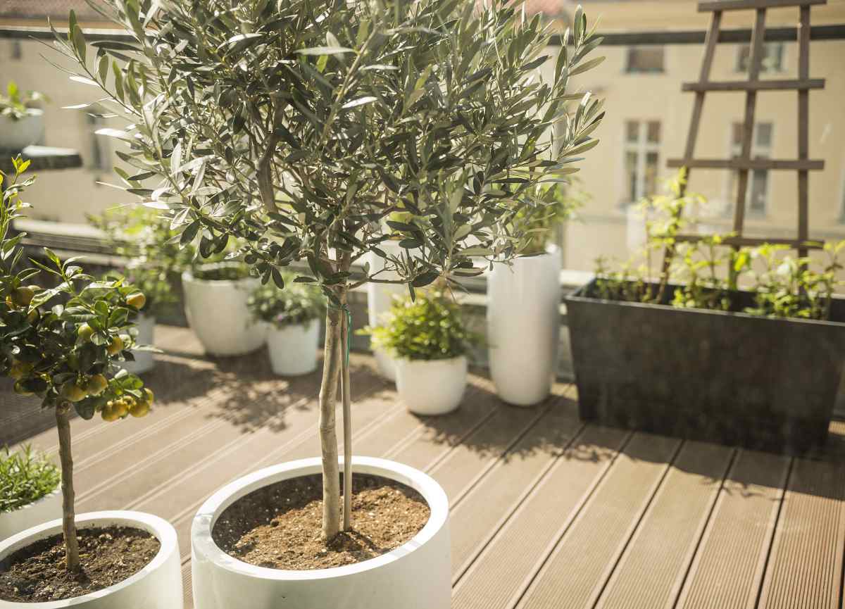 olive tree in pot