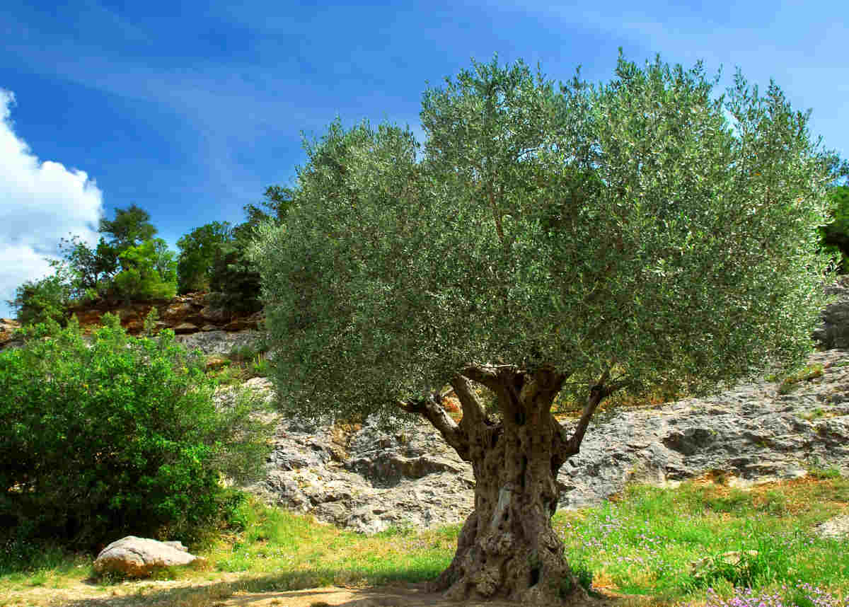 olive tree