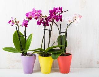 orchid care phalaenopsis