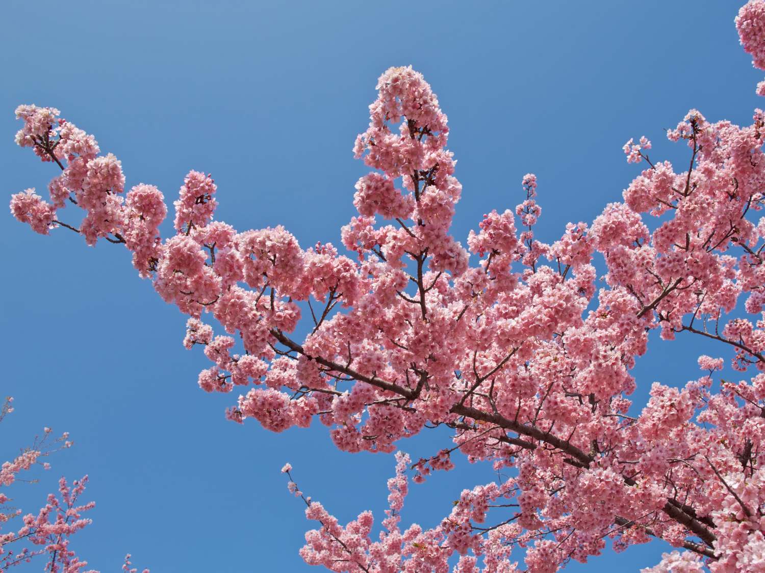 Ornamental cherry tree