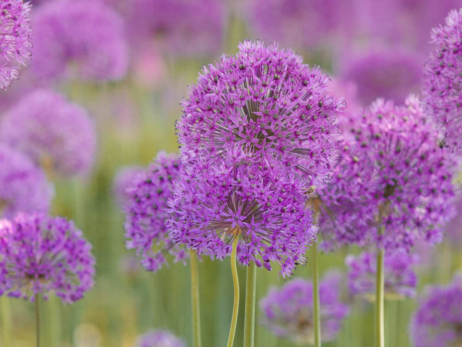 Ornamental onion