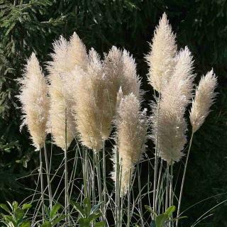 Pampas grass