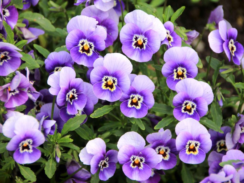 Pansy, a beautiful garden flower