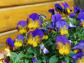 Summer pansy