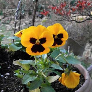 Winter pansy