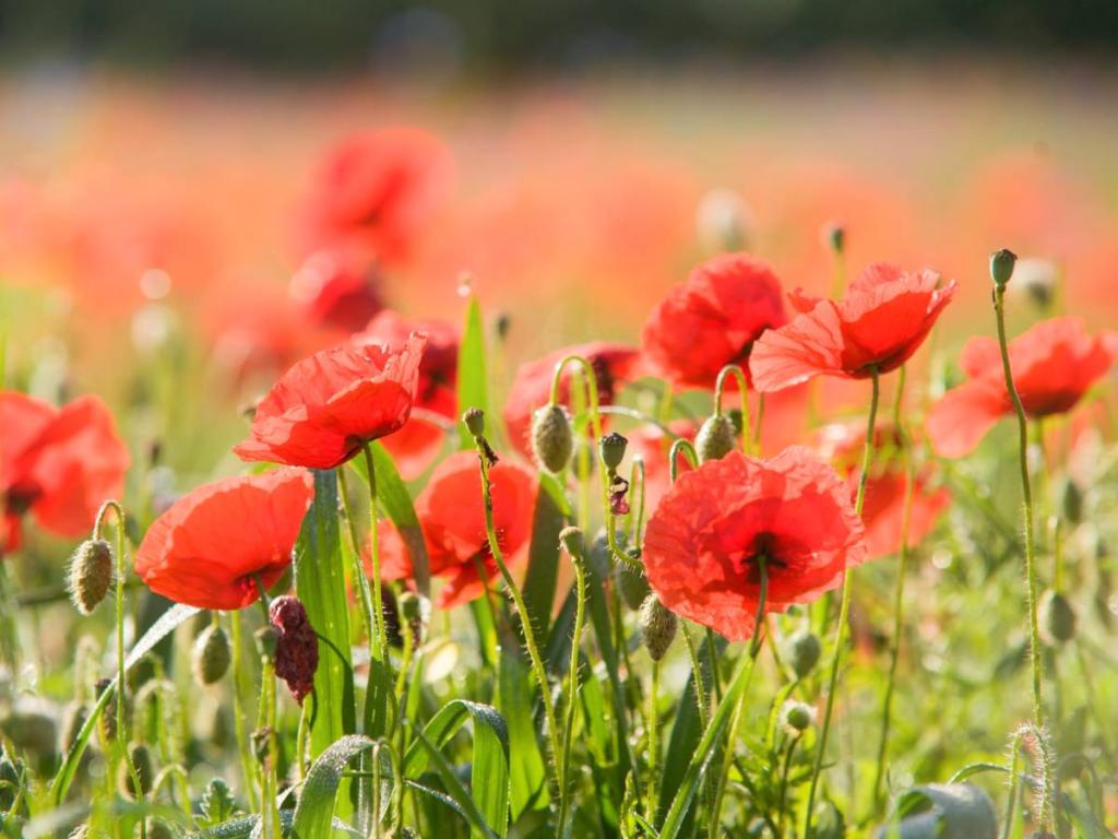 Poppy flower