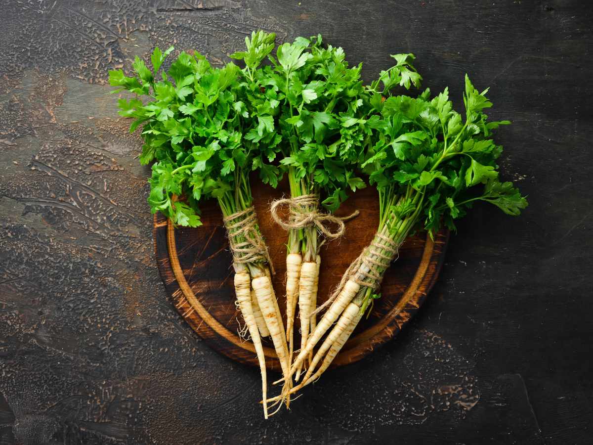 Root parsley