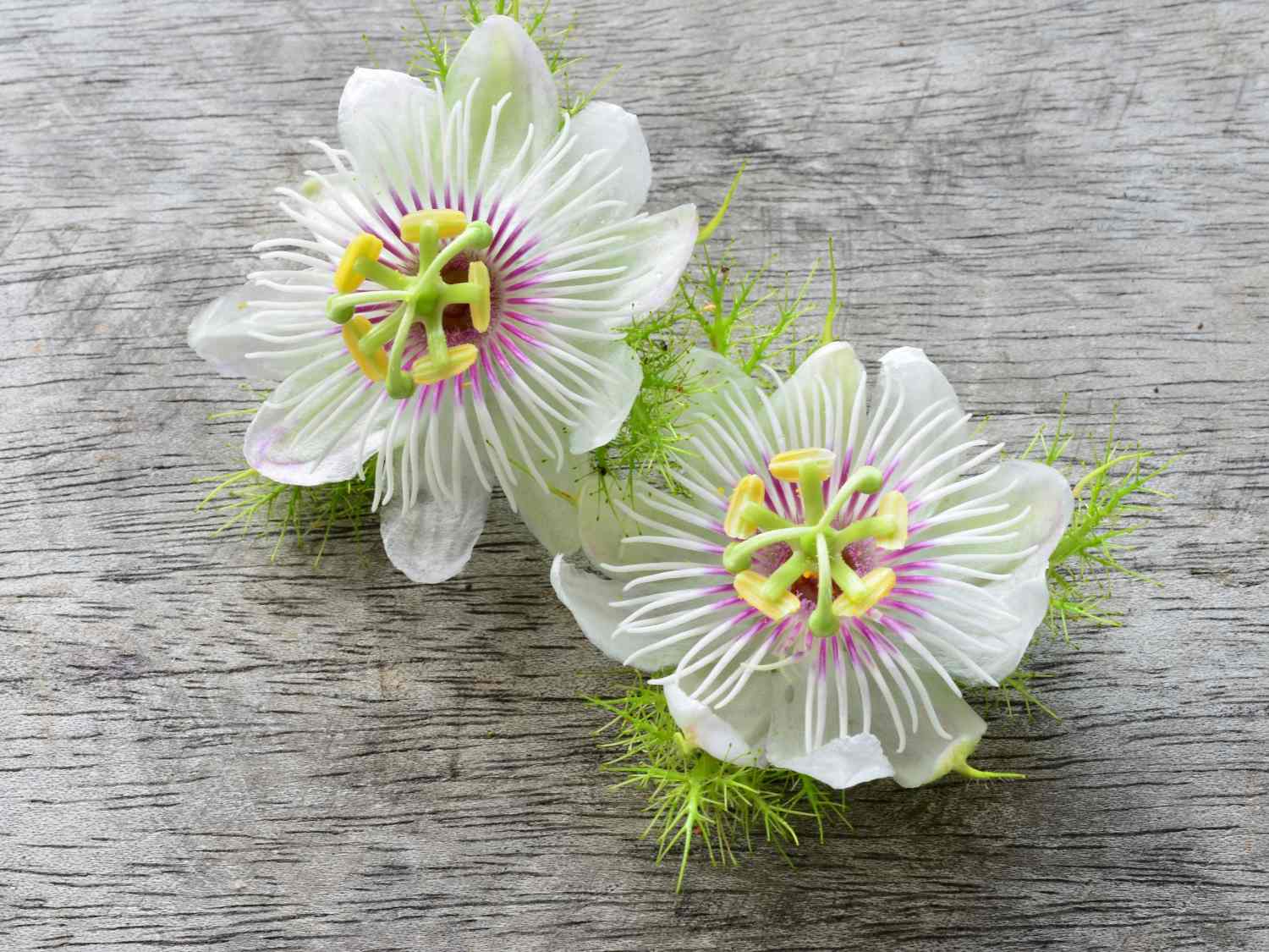 Passion flower benefits