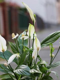 Exposure for spathiphyllum