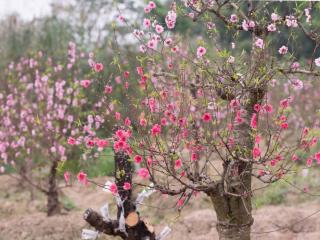 Peach tree climate