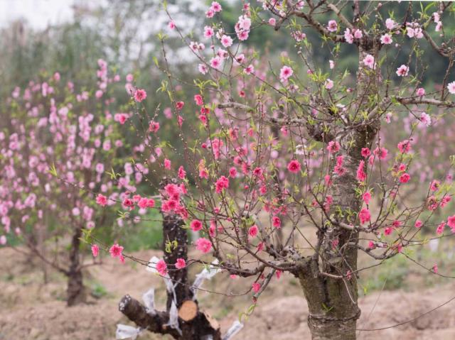 Peach tree climate