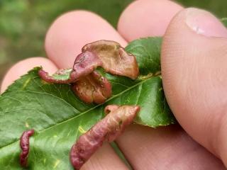 Peach leaf curl