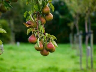 Best climate for pear