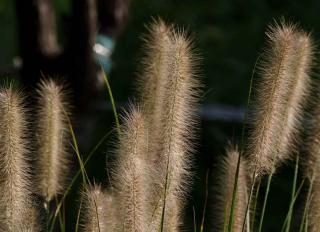 Care for pennisetum