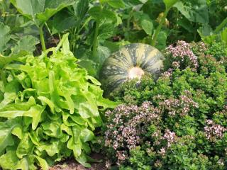 Companion planting in permaculture
