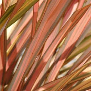 Phormium