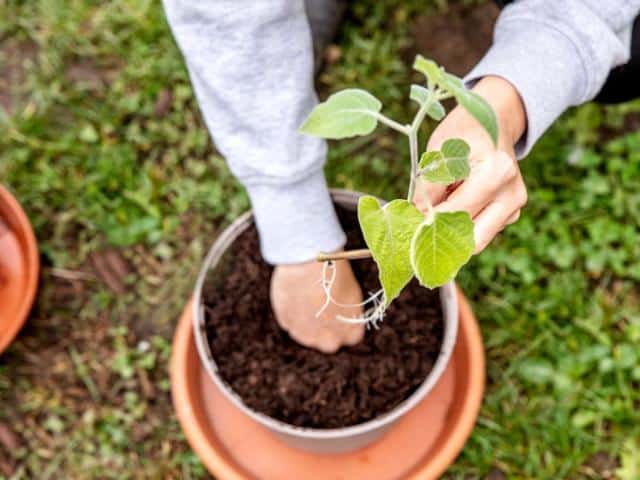 Potted physalis