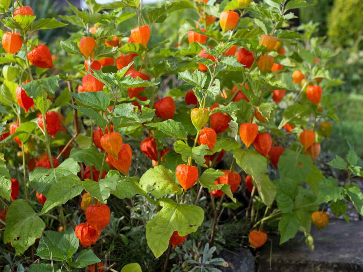 physalis - groundcherry