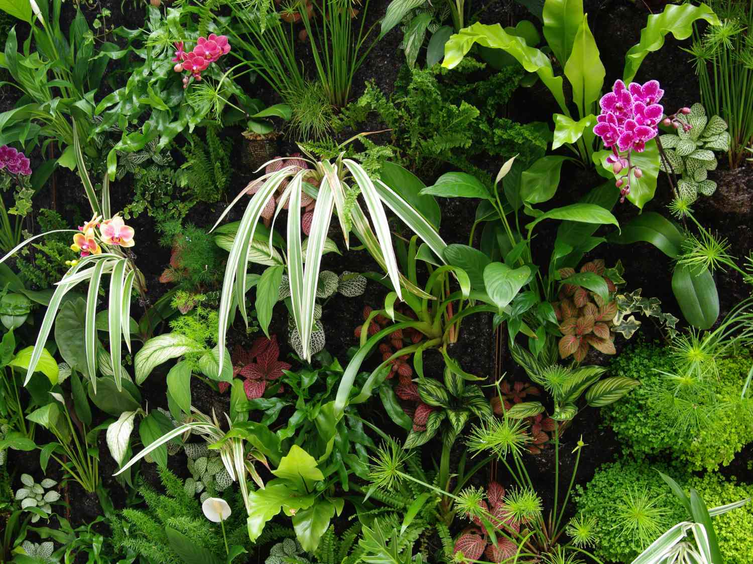 Indoor plant wall