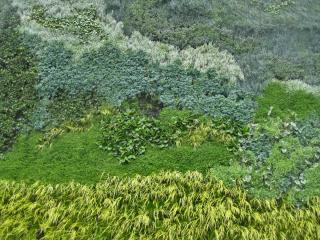 Plant wall pattern