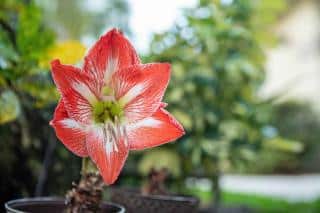 Pot with Amaryllis planted in it