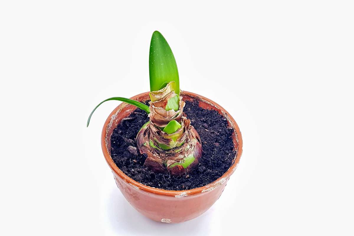 Amaryllis planting