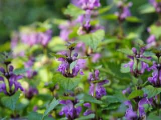 How to plant deadnettle