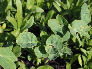 How to plant nasturtium