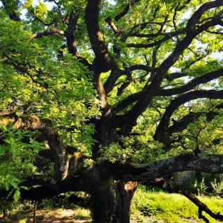 Planting oak