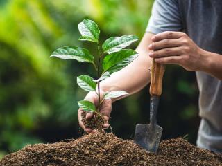 Planting passion flower vine