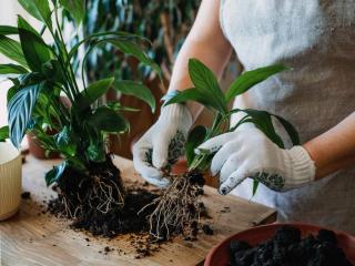 Planting and repotting spathiphyllum