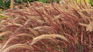 Planting guide for pennisetum