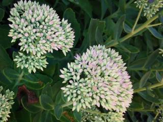 How to plant sedum spectabile