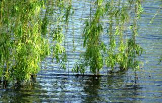 weeping willow salix planting