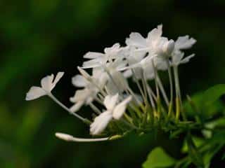 Plumbago escapade care