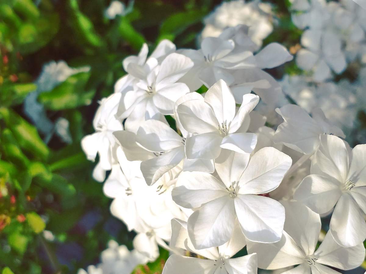 Plumbago escapade