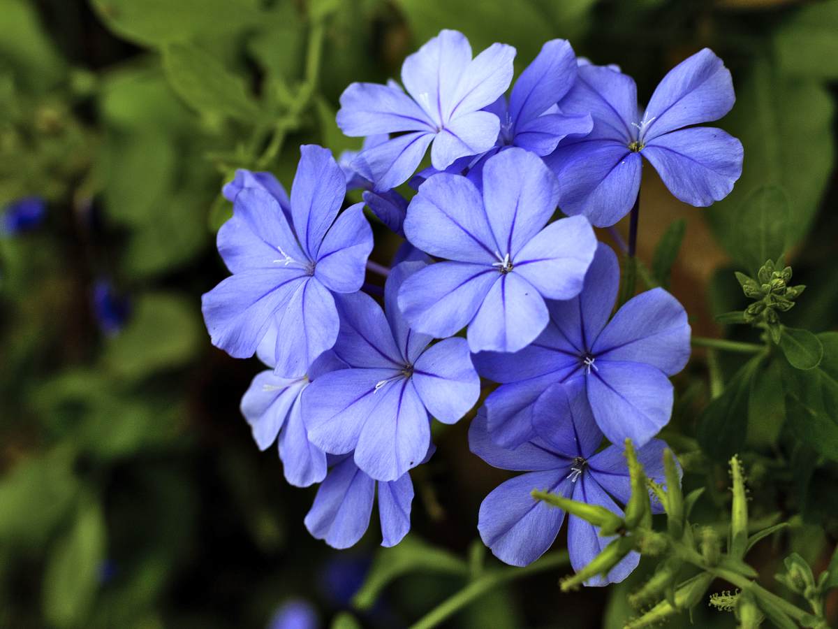 Plumbago monott