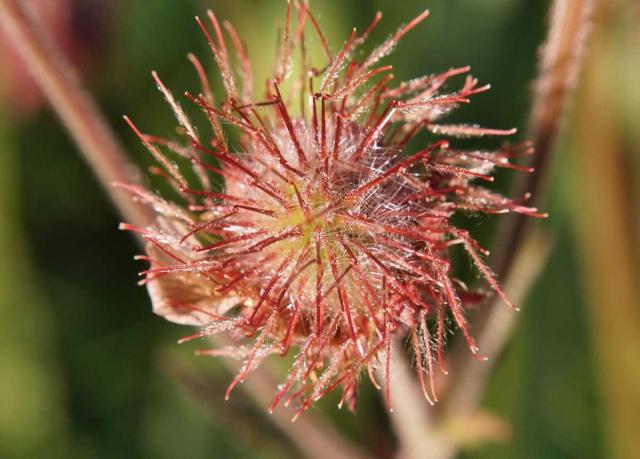 Propagating for aven is best done through seed