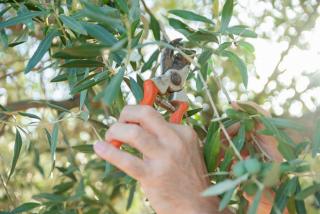 pruning care olive tree