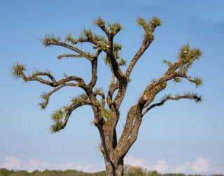 pruning weeping willow