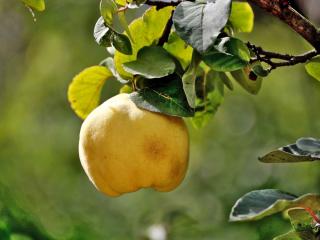 Quince tree