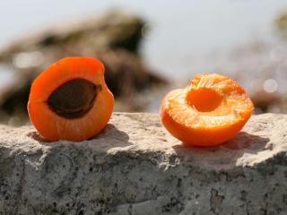 Apricot stones recycled into new plants