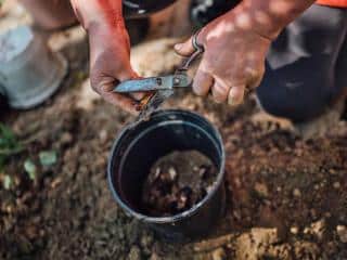 Snip banana peels into fertilizer