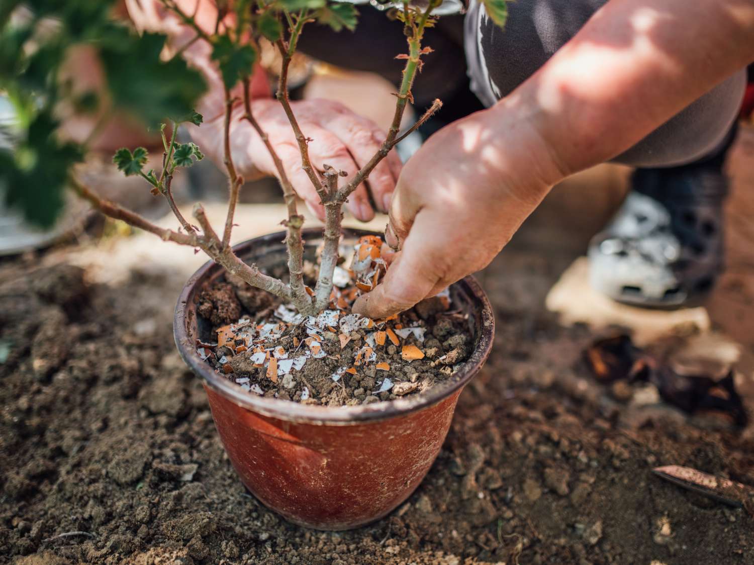 Recycle in the garden