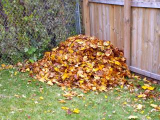 Dead leaves recycled into compost