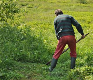 Mowing an overgrown lawn