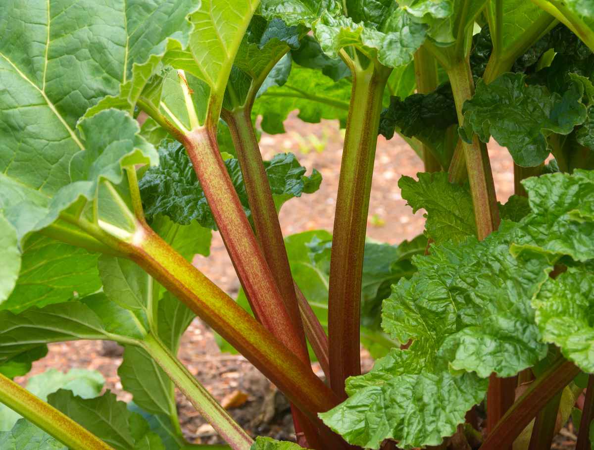 rhubarb